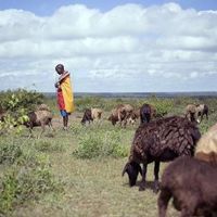 L'accaparement des terres en Afrique menace les agriculteurs locaux et les écosystèmes