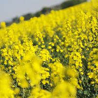 Une culture destinée à la production de biodiesel