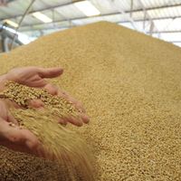 Les prix des matières agricoles devraient rester orientés à la hausse