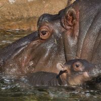 Illustration: une femelle hippopotame et son petit