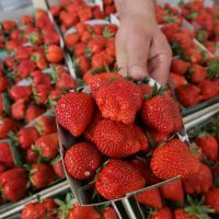 Les fraises de Wépion