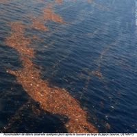 Débris du tsunami