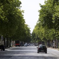 Les riverains de l’avenue du port se sont déjà mobilisé plus d’une fois pour sauver les platanes qui la bordent.