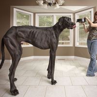 Cette photo de Zeus date du 3 novembre 2011, le chien était alors âgé de 3 ans