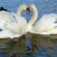 Un couple de cygnes