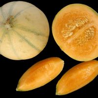 Des melons (illustration)