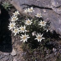 Un massif d'edelweiss