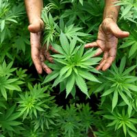 300 kilos de résine de cannabis ont été saisis dans des bus faisant la liaison entre le Maroc et la Belgique