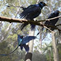 Reconstitution de microraptor