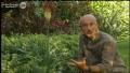 Francis Peeters - Kniphofia caulescens